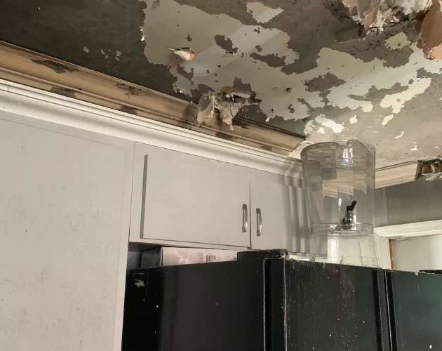 Mold Damage